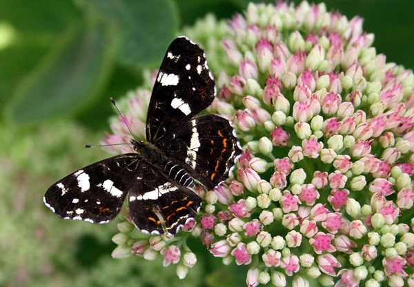 Schmetterling